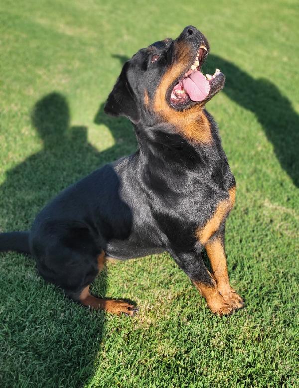Straordinaria Rottweiler di nome Beverly Foto 4